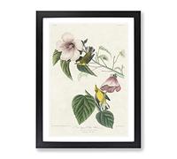 Blue Winged Yellow Warbler Birds By John James Audubon Vintage Framed Print | A4 Black Framed Wall Art | Ready to Hang | Classic Nature Picture | Living Room Bedroom Lounge Office