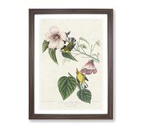 Blue Winged Yellow Warbler Birds By John James Audubon Vintage Framed Print | A4 Walnut Framed Wall Art | Ready to Hang | Classic Nature Picture | Living Room Bedroom Lounge Office