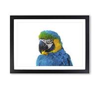 Blue & Yellow Macaw Parrot Painting Framed Print | A2 Black Framed Wall Art | Ready to Hang | Modern Animal Picture | Living Room Bedroom Lounge Office