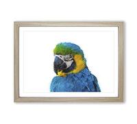 Blue & Yellow Macaw Parrot Painting Framed Print | A2 Oak Framed Wall Art | Ready to Hang | Modern Animal Picture | Living Room Bedroom Lounge Office