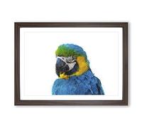 Blue & Yellow Macaw Parrot Painting Framed Print | A2 Walnut Framed Wall Art | Ready to Hang | Modern Animal Picture | Living Room Bedroom Lounge Office