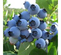 Blueberry Vaccinium 'Spartan' Deciduous Hardy Bushy Fruit Shrub | 9cm Pots