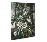 Bluecrown Passionflower By Robert John Thornton Canvas Print | Gallery Wrapped 30mm Frame Wall Art | 24x16 inches | Ready to Hang | Retro Picture | Living Room Bedroom Lounge Office