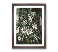 Bluecrown Passionflower By Robert John Thornton Vintage Framed Print | A4 Walnut Framed Wall Art | Ready to Hang | Classic Nature Picture | Living Room Bedroom Lounge Office