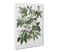 Bluecrown Passionflowers By Robert John Thornton Canvas Print | Gallery Wrapped 30mm Frame Wall Art | 24x16 inches | Ready to Hang | Retro Picture | Living Room Bedroom Lounge Office