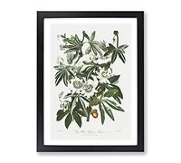 Bluecrown Passionflowers By Robert John Thornton Vintage Framed Print | A2 Black Framed Wall Art | Ready to Hang | Classic Nature Picture | Living Room Bedroom Lounge Office