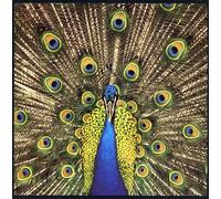 Bluetones - Expecting To Fly : Plus 2