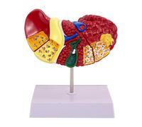 Bmucp Liver Model, Human Liver Model - Liver Anatomy Model with Crisp Textured Pathology Model, Educational Anatomical Display, Bright Visual School Human Liver Display