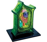 BMZFYBS Model Animal And Plant Cells Model,4D Visual Plant Anatomy Model - Animal Cell Model, Experimental Biology Teaching Comparison, For Study Display Teaching Medical Model