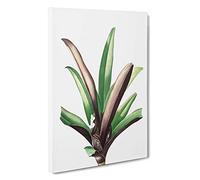 Boat Lily Flowers by Pierre-Joseph Redoute Canvas Print | Gallery Wrapped 30mm Frame Wall Art | 30x20 inches | Ready to Hang | Modern Floral Picture | Living Room Bedroom Lounge Office