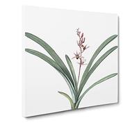 Boat Orchid Flowers by Pierre Joseph Redoute Canvas Print | Gallery Wrapped 30mm Frame Wall Art | 20x20 inches | Ready to Hang | Retro Floral Picture | Living Room Bedroom Lounge Office
