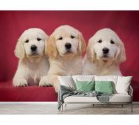 Boceoey Golden Retriever Wall Mural, Self Adhesive Wallpaper Peel and Stick, Dog Puppy Home Decor Photo Wallpaper, Silk Cloth Mural for Living Room & Bedroom, 100x70 cm - K-925