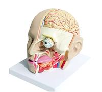 BODHIS 1:1 Size of People Skull 4 Parts Removable Head Cerebral Artery Anatomy Brain Model Medical Neurolo