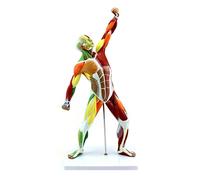 BODHIS 50CM Human Muscle Model,Muscle Anatomical Model Muscle Movement Structure Body Anatomy Model Exerci