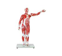 BODHIS 78cm 1/2 Life Size Anatomical Human Muscular Figure Model, 27-Part Removable Organs and Muscle Anat