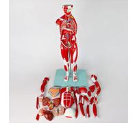 BODHIS 78Cm Human Muscle Anatomy Model Internal Organ Anatomical Structure Tissue 27 Pieces Medical Teachi