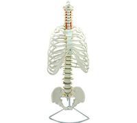 BODHIS Anatomy Model Body, Spinal Cord Model with Vertebrae, Human Spine Thoracic Structure Model with Bon