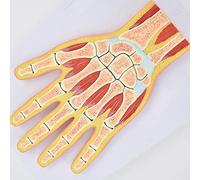 BODHIS Hand Joint Model - Medical Anatomical Human Joint Model - Skeletal Muscle Joint Anatomical
