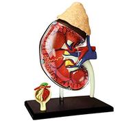 BODHIS Human Kidney Organ Anatomy Model - Life-Size Organs Anatomical Model - 41 Detachable Organs and Bod
