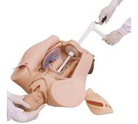 BODHIS Human Model Manikin Teaching Tools,Female Pelvis Childbirth Model, Advanced Midwifery Training Mode