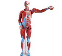 BODHIS Human muscle model, a model for simulating skeletal muscle tissue prolapse Advanced drawing for med