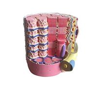 BODHIS Medical Anatomical Skeletal Model Human Anatomy Science Models Skeletal Muscle Fiber Model Show Coll