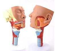 BODHIS Nose Mouth Throat Model Of The Cavity Didactic Model Pharyngeal Human Anatomical Model Laryngeal Mo