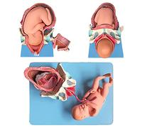 BODHIS Pelvis Childbirth Process Anatomical Model, Numbered Set Of 3 Birth Stages, Includes 1st Stage, Crow