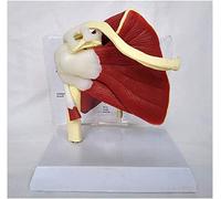 BODHIS Shoulder Joint Model - Human Shoulder Joint with Muscle Anatomy Model - Medical Anatomical Human Sh