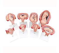 BODHIS Teaching Model,Anatomical Human Fetal Development Model - Foetus Pregnancy Anatomy, Labs Pregnancy