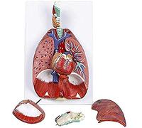 BODHIS Teaching Model,Anatomy Model,Laryngeal Cardiopulmonary Human Laryngeal Lung Respiratory Organ Natu