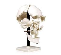 BODHIS Teaching Model,Medical Skull Model - Human Natural Color - 22 Parts, Show How Bones Fit Together Di