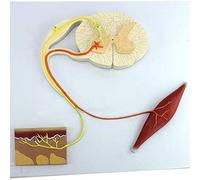 BODHIS Teaching Model,Reflex Arc Nerve Conduction Model Learning Props Human Body Conditioned Structure De