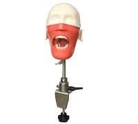 BODHIS Teaching Model, Teeth Manikins Models For Teaching Pratice Learning In Classes Student Model