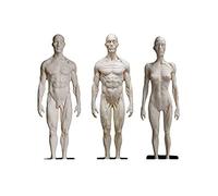 Body Anatomy Model Male Woman Muscle Anatomy Model 30Cm PU Human Anatomy Figure for The School Anatomical Study Home Bar