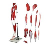 Body Anatomy Model, Skeleton Human Sciences Models, Model Leg, Vascular Nerve And Lower Extremidad Muscle, Medical Teaching