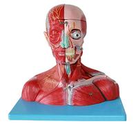 Body Anatomy Model, Skeleton Model Assembly And Neck With Vessels, Nerves Brain, Of The Human Body, Models