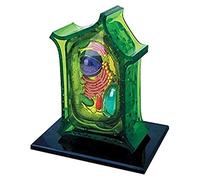 Body Anatomy Model, Skeleton Model, Removable Vegetable Organ Model, 26 Pieces, Scientific Vegetable Organ Model, Teaching Model, Training Aid Model.