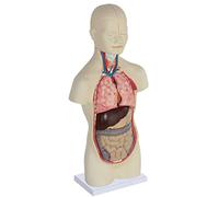 Body Anatomy Model, Skeleton Organs, Human Torso, In 4D, Medical Torso Organs Education, Internal