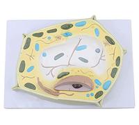 Body Model Anatomical Plant Cell Model Plant Microscopic Specimen Cell Structure Anatomy Medical Training Tool Aid