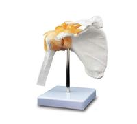 Body Model Anay Shoulder Joint Model Human Anaical Model Life Size Skeleton Scapular Skeletal Shoulder Ligament Orthopedics Teaching Aids