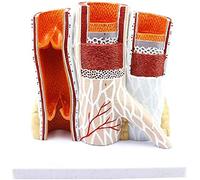 Body Model, Arterial Vein Structure, Anatomical Human Organs, Blood Educational Model