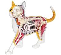 Body Model Cat Anatomy Model- Detachable Organs Body 28 Parts Cat Skeleton Anatomical Model - Medical Anatomy Cat Model - for Medical Education Teaching Aid