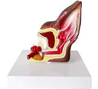 Body Model Dog Ears Anatomical Model - Organ Animal Model Anatomy The Dog Ear Structure Teacing Model Fur Animal Health Care Veterinarmedizinische Equipment statue decor
