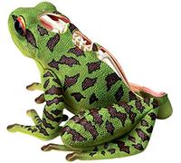 Body Model Educational Model Frog Anatomical Model Animal Anatomy Model Detachable 31 Parts Organs and Body Parts Teaching Model for Study Display Teaching, Models statue decor