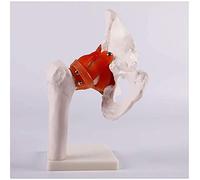 Body Model Educational Model Hip Joint Model - Life Size Hip Joint with Flexible Ligaments PVC Material Human Skeleton Model - for Anatomy Educational Learn Study Teaching Demonstration Tool