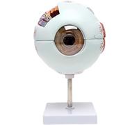Body Model Educational Model Human Eye Model 6X Enlarged Eyeball Anatomy Anatomical Model Detachable Human Organ Model Eye Anatomical Model Anatomical Eye Ball for Educational Teaching Mode