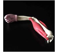 Body Model Elbow Joint Model - Human Elbow Joint Model with Muscle - Anatomical Human Joint Model - for Study Teaching Scientific Anatomy Model