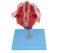 Body Model Female Reproductive Model Perineum Model Human Anatomical Model Removable 4 Parts Perineal Model Reproductive Anatomical Medical Teaching Model Medical Educational Training Aid