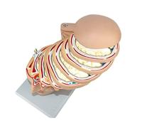 Body Model Human Brain Anatomical Model Skull Anatomy Crosscut Brain Model Image Head Cross Section Tomographic Horizon